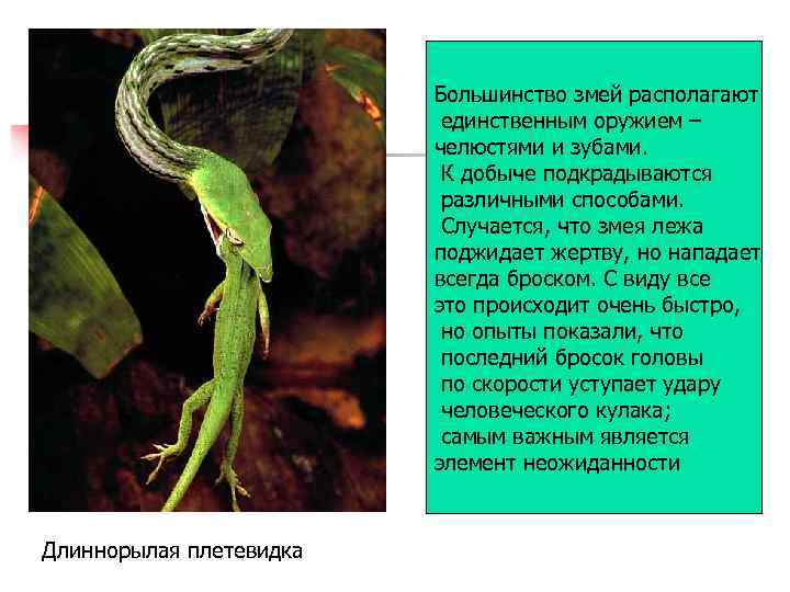 Большинство змей располагают единственным оружием – челюстями и зубами. К добыче подкрадываются различными способами.