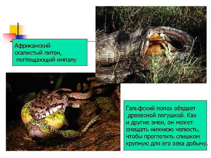 Африканский скалистый питон, поглощающий импалу Гальфский полоз обедает древесной лягушкой. Как и другие змеи,
