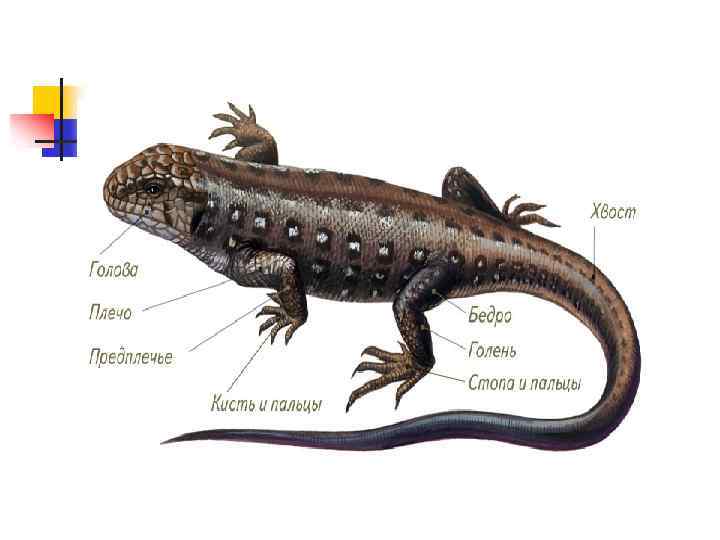 Класс рептилии 244 мл лет назад. Сойлоп журуучулор клаасы рептилиялар. К отряду чешуйчатые относятся тритоны черепахи