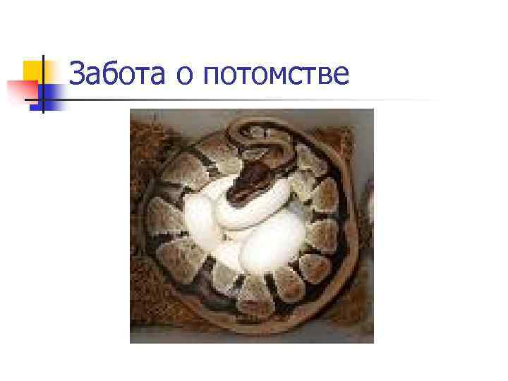 Забота о потомстве 