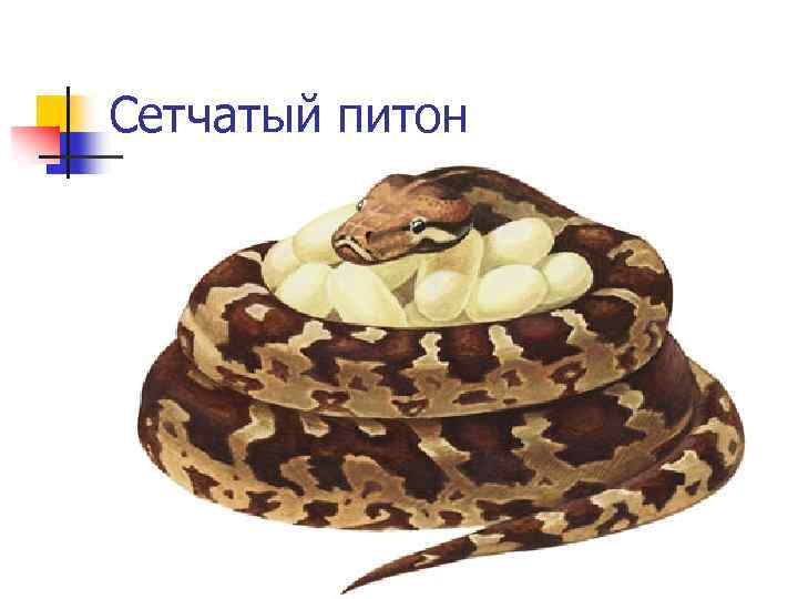 Сетчатый питон 