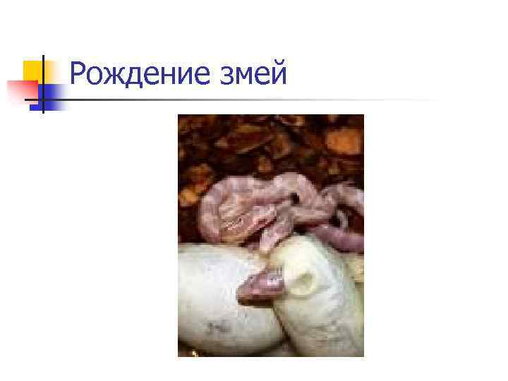Рождение змей 