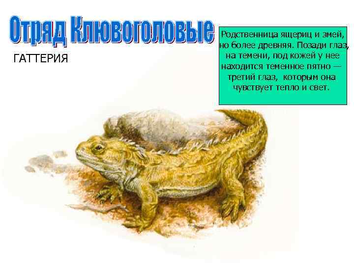 ГАТТЕРИЯ Родственница ящериц и змей, но более древняя. Позади глаз, на темени, под кожей