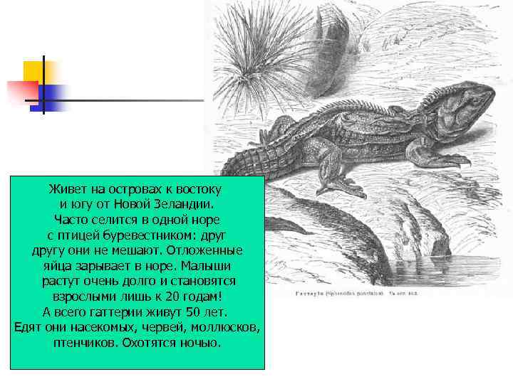 Живет на островах к востоку и югу от Новой Зеландии. Часто селится в одной