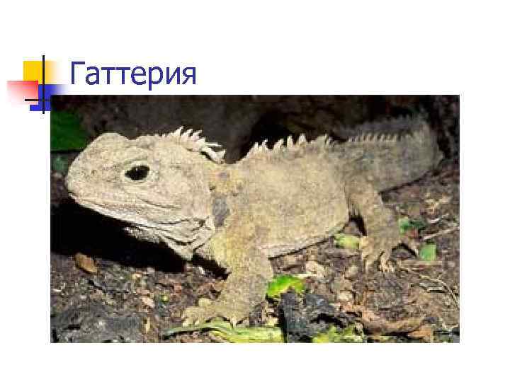 Гаттерия 