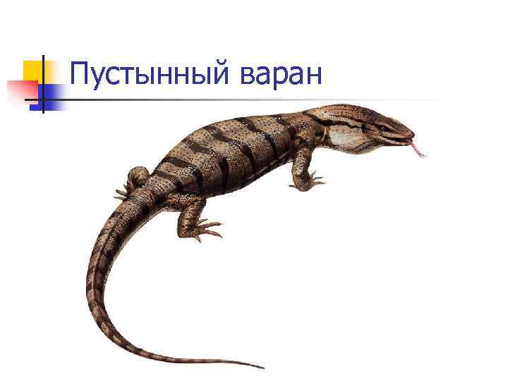 Пустынный варан 