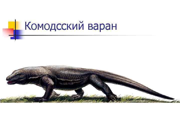 Комодсский варан 