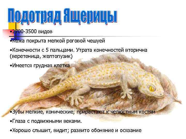  • 2700 -3500 видов • Кожа покрыта мелкой роговой чешуей • Конечности с