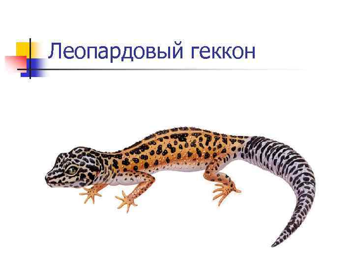 Леопардовый геккон 