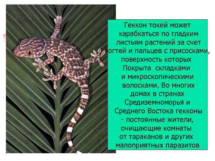 Геккон токей может карабкаться по гладким листьям растений за счет когтей и пальцев с