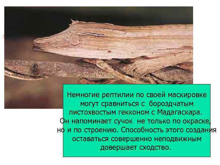 Немногие рептилии по своей маскировке могут сравниться с бороздчатым листохвостым гекконом с Мадагаскара. Он