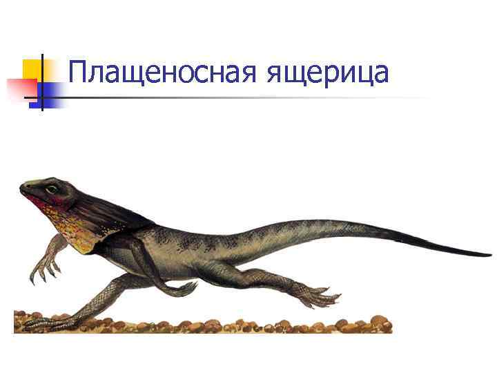 Плащеносная ящерица 