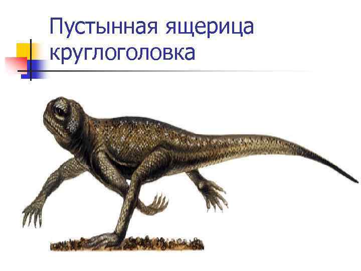 Пустынная ящерица круглоголовка 