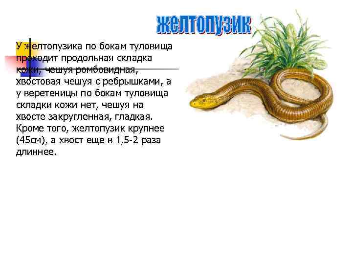 У желтопузика по бокам туловища проходит продольная складка кожи, чешуя ромбовидная, хвостовая чешуя с