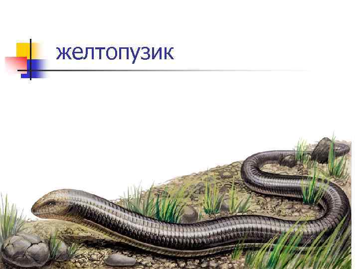 желтопузик 