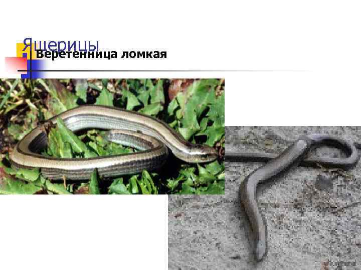 Ящерицы ломкая n Веретенница 