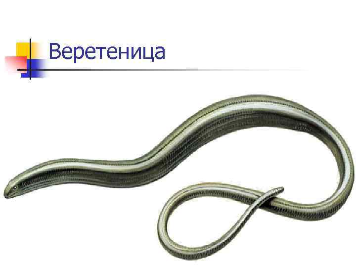 Веретеница 