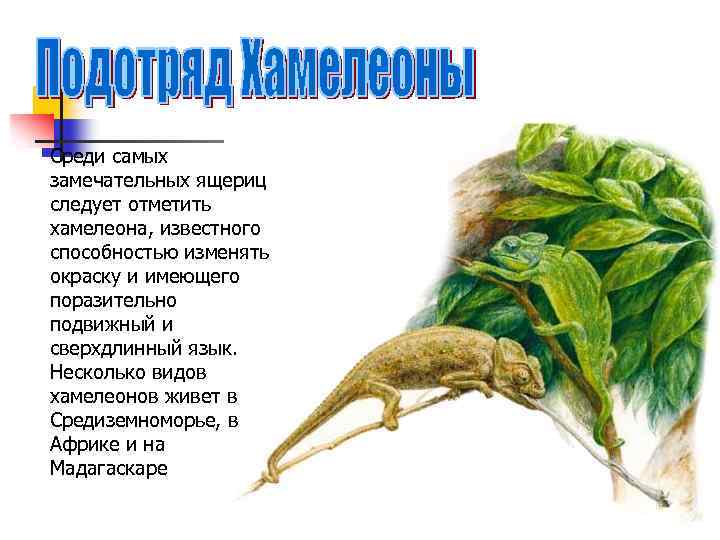 Среди самых замечательных ящериц следует отметить хамелеона, известного способностью изменять окраску и имеющего поразительно
