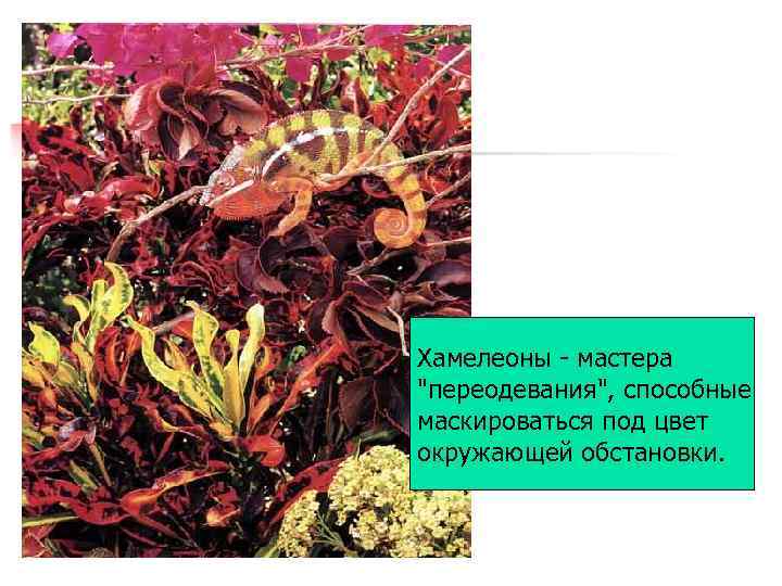 Хамелеоны - мастера 