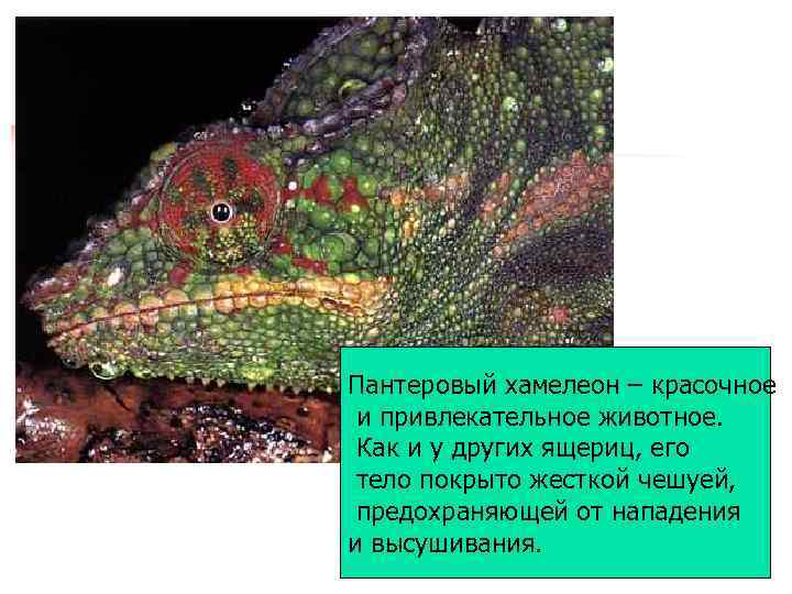 Пантеровый хамелеон – красочное и привлекательное животное. Как и у других ящериц, его тело