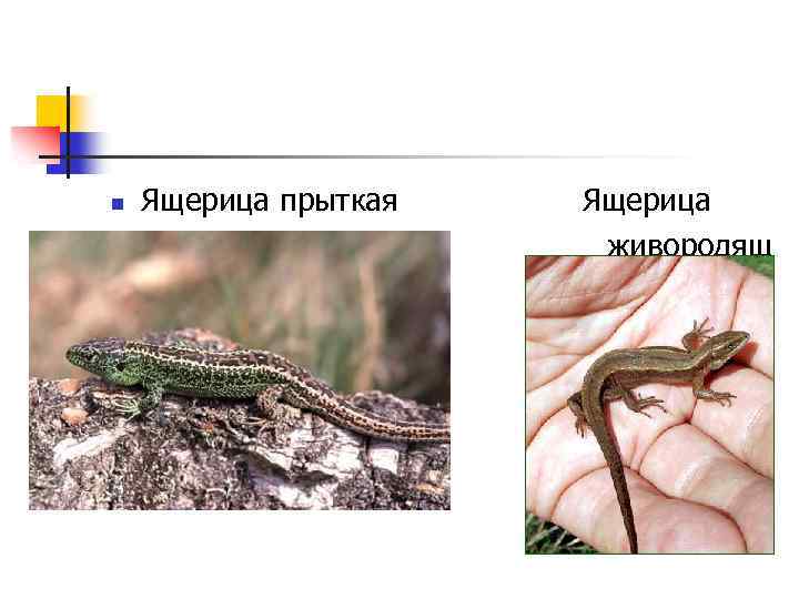 n Ящерица прыткая n ая Ящерица живородящ 