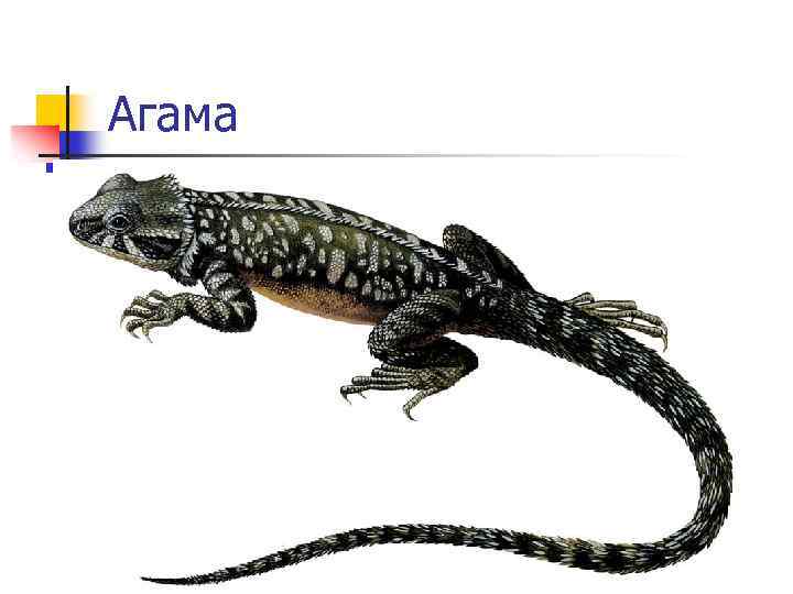 Агама 
