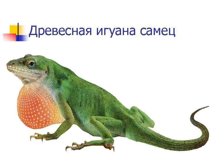 Древесная игуана самец 