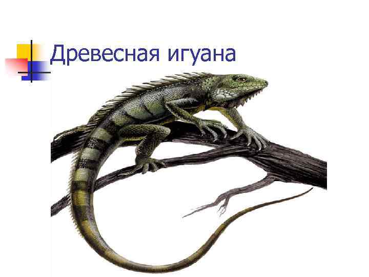 Древесная игуана 