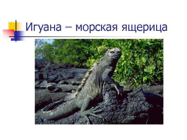 Игуана – морская ящерица 