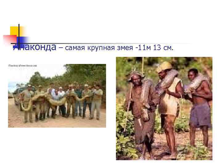 Анаконда – самая крупная змея -11 м 13 см. 