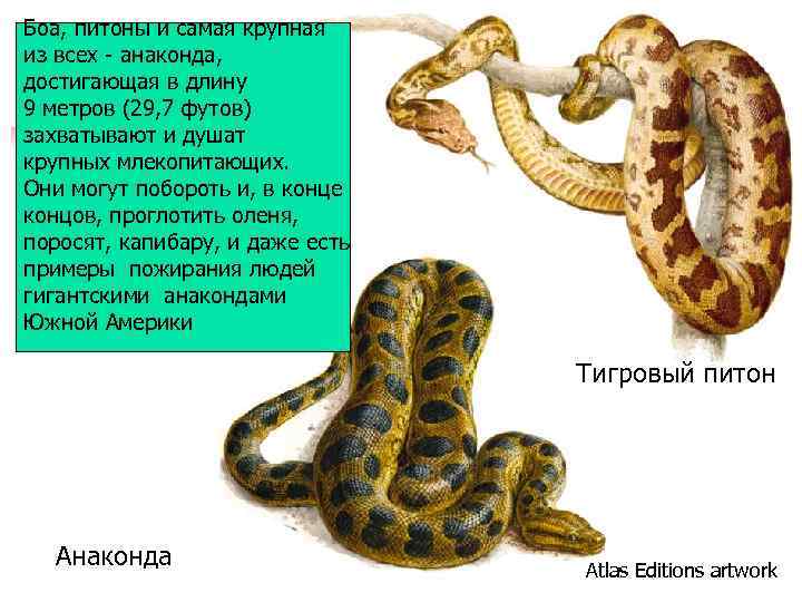 Боа, питоны и самая крупная из всех - анаконда, достигающая в длину 9 метров