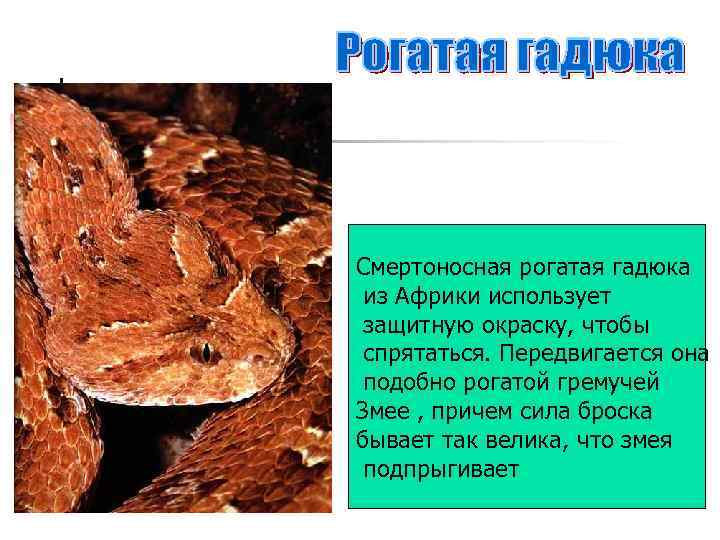 Смертоносная рогатая гадюка из Африки использует защитную окраску, чтобы спрятаться. Передвигается она подобно рогатой