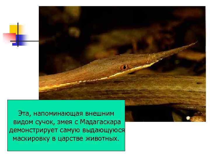 Эта, напоминающая внешним видом сучок, змея с Мадагаскара демонстрирует самую выдающуюся маскировку в царстве