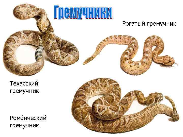 Рогатый гремучник Техасский гремучник Ромбический гремучник 
