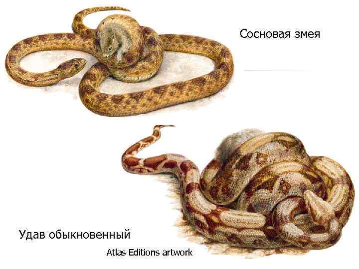 Сосновая змея Удав обыкновенный Atlas Editions artwork 