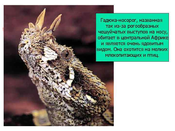 Гадюка-носорог, названная так из-за рогообразных чешуйчатых выступов на носу, обитает в центральной Африке и