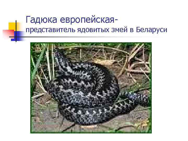 Гадюка европейская- представитель ядовитых змей в Беларуси 