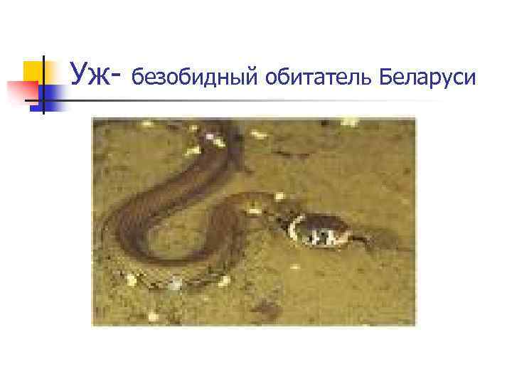 Уж- безобидный обитатель Беларуси 