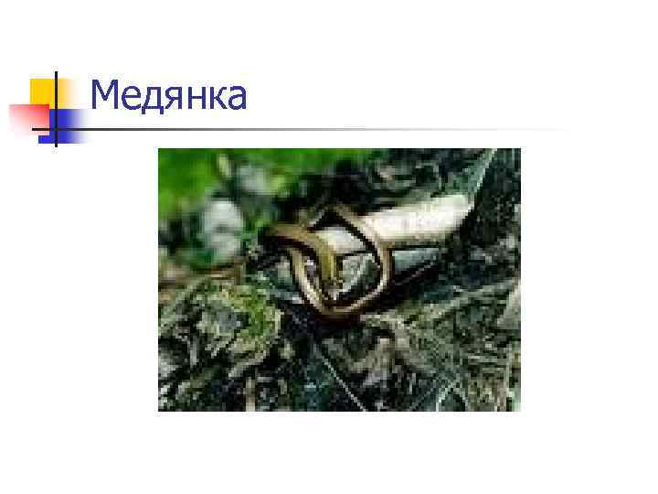 Медянка 