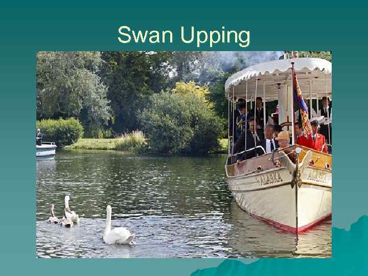 Swan Upping 