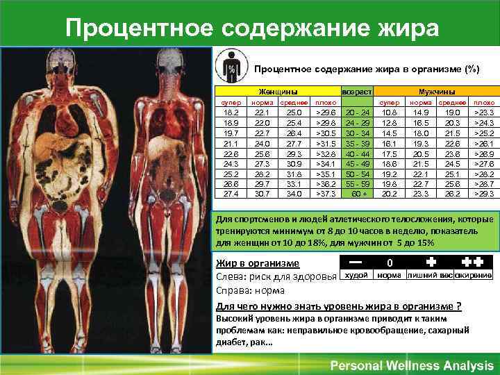 Вес мышц в теле человека. Процент жировой ткани норма. Масса жировой ткани норма. Масса жировой ткани норма у женщин. Процент жира у мужчин таблица.