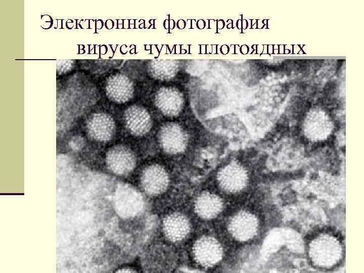 Электронная фотография вируса чумы плотоядных 