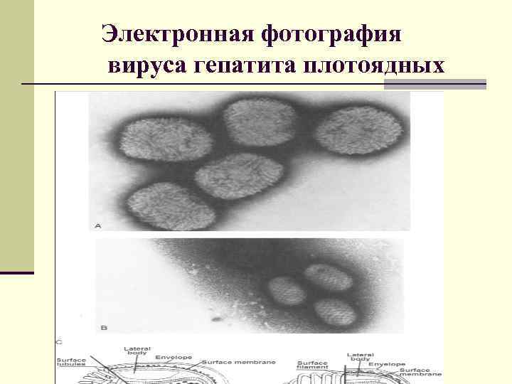 Электронная фотография вируса гепатита плотоядных 