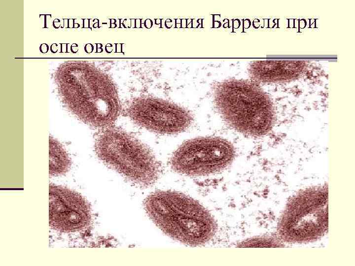 Тельца-включения Барреля при оспе овец 