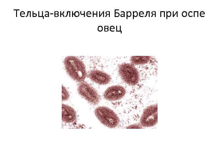 Тельца-включения Барреля при оспе овец 