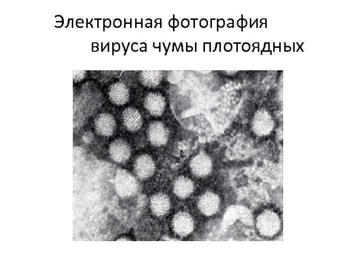 Электронная фотография вируса чумы плотоядных 