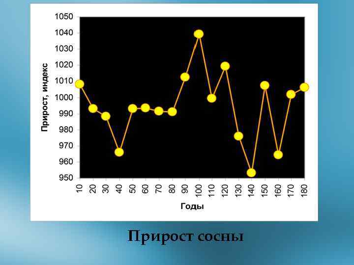 Прирост сосны 
