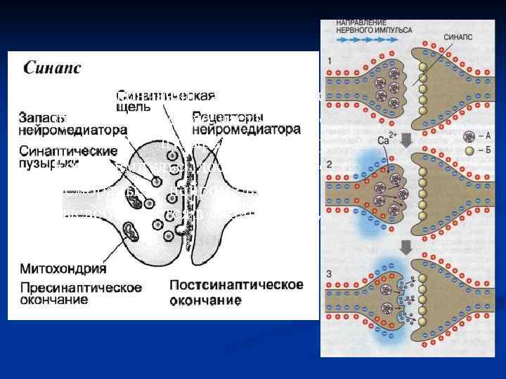 Везикулы с нейромедиаторами