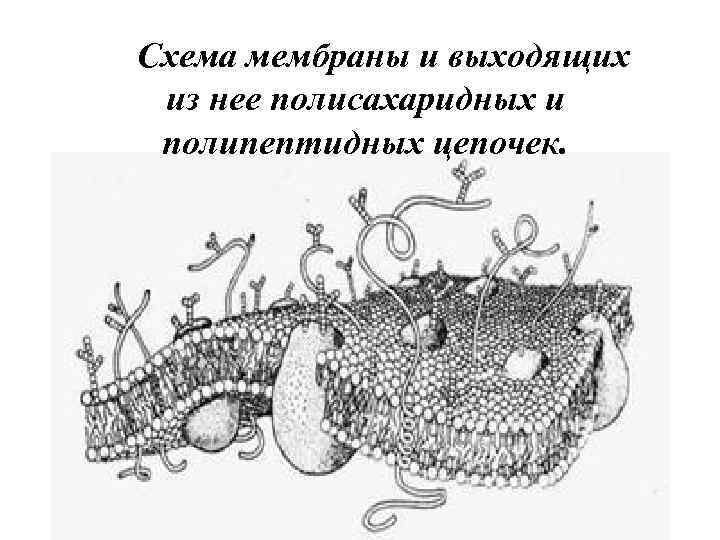 Схема мембраны и выходящих из нее полисахаридных и полипептидных цепочек. 