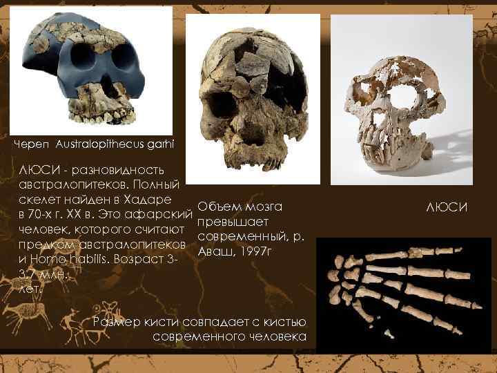 Череп Australopithecus garhi ЛЮСИ - разновидность австралопитеков. Полный скелет найден в Хадаре в 70